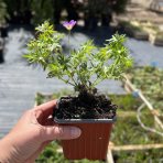 Pakost krvavý (Geranium sanguineum) ‘Vision Violet’® - kont. P9/P11